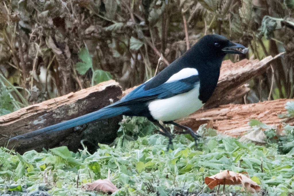 A black-billed Magpie passes through a garden on Oct. 23. (Courtesy Photo / Kenneth Gill, gillfoto)