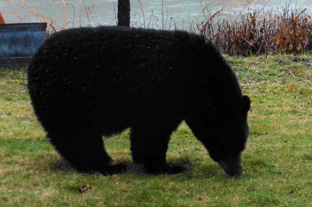 Our friend, Amal (The night visitor), came by at first light as we were having breakfast, writes David Athearn. He was bummed that I had taken down my bird feeders, so he left a steaming #2 in the yard and headed over the bank. Hey, its Oct. 27. Shouldnt he be in bed? (Courtesy Photo / David Athearn)