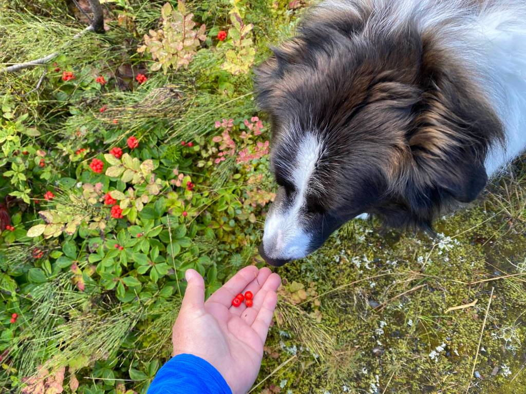 Keet inspects bunchberries. (Vivian Faith Prescott / For the Capital City Weekly)