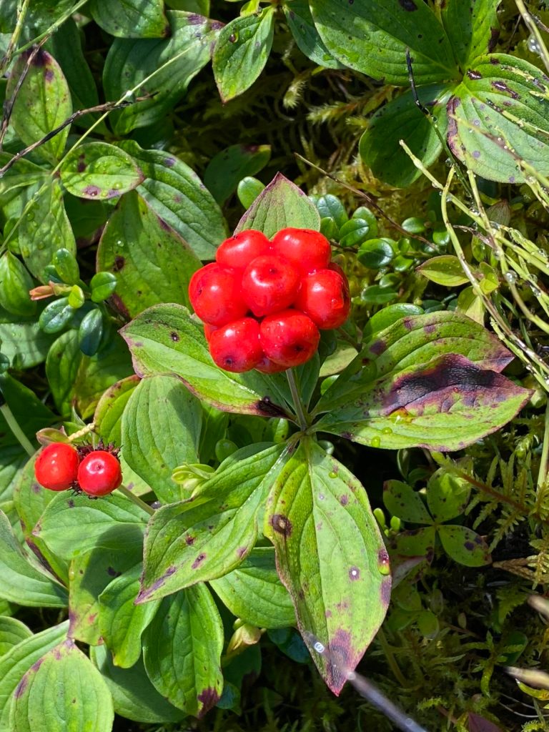 This photo shows bunchberries, which are also called dogwood berries, Wrangell. (Vivian Faith Prescott / For the Capital City Weekly)