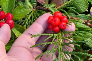 Bunchberries grow on old stumps in Wrangell. (Vivian Faith Prescott / For the Capital City Weekly)