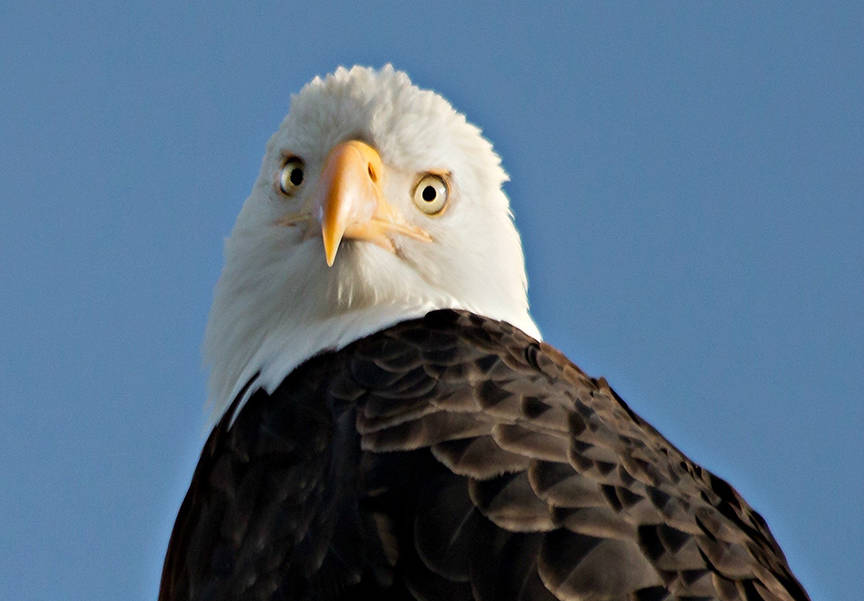 This photo shows a young adult eagle near Auke Bay. (Courtesy Photo /Tamara Roberts)