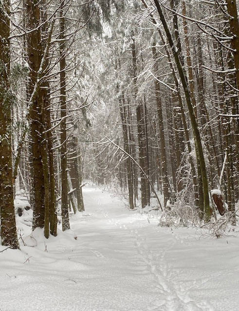  Whose woods these are I think I know … he will not mind me stopping here to watch his woods fill up with snow, writes Denise Carroll of this wintry scene on Switzer Creek Trail on Nov. 4. (Courtesy Photo / Denise Carroll)