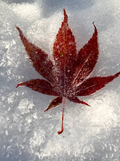 A lone frosty Japanese maple leaf rests on a bit of snow on Fifth Street downtown on Nov. 8. (Courtesy Photo / Denise Carroll)