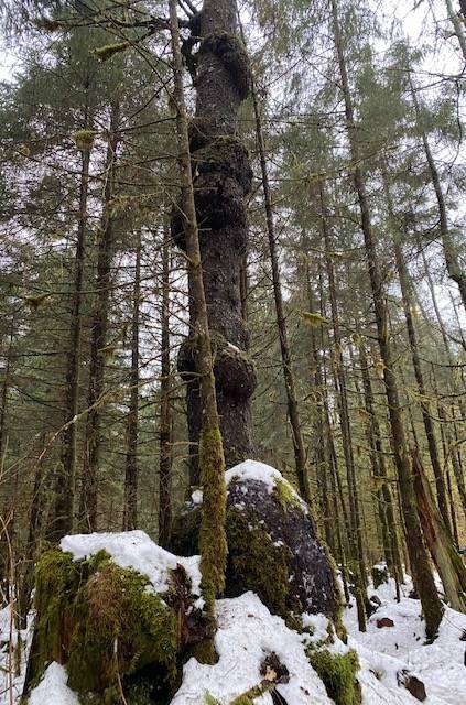 This photo shows a tree of many burls on Brotherhood Bridge Trail on Nov. 25. (Courtesy Photo / Denise Carroll)