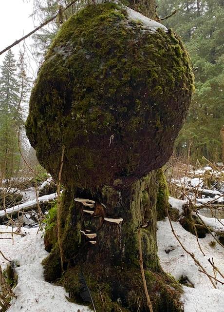 A huge burl dwarfs cowering bear bread along Brotherhood Bridge Trail on Nov. 25. (Courtesy Photo / Denise Carrol)