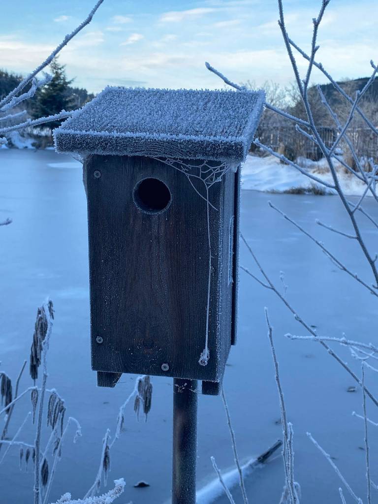 This birdhous near Kingfisher Pond gathers frost on Nov. 16. (Courtesy Photo / Deana Barajas)