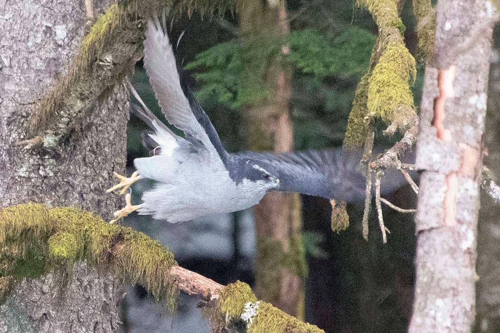 A Northern Goshawk takes flight near the highway on Nov. 18. (Courtesy Photo / Kenneth Gill, gillfoto)
