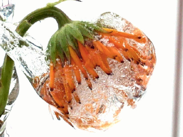 "The ice was fantastic on everything last week," writes Jay Crondahl. Crondahl said he noticed ice on the flower near Tahku, the whale statue at Mayor Bill Overstreet Park. (Courtesy Photo / Jay Crondahl)