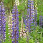 In our area, beach pea and lupines, such as the ones shown in this photo, have Rhizobia nodules. These nodules are induced by the bacteria in response to chemical triggers from the plant. These bacteria can only fix nitrogen when with a suitable host. (Pixabay / Markéta Machová)