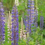 In our area, beach pea and lupines, such as the ones shown in this photo, have Rhizobia nodules. These nodules are induced by the bacteria in response to chemical triggers from the plant. These bacteria can only fix nitrogen when with a suitable host. (Pixabay / Markéta Machová)