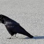 Ravens, crows and jays have the anatomical equipment for singing but they dont use song to defend territories or attract males, as other songbirds do. (Ben Hohenstatt / Juneau Empire File)