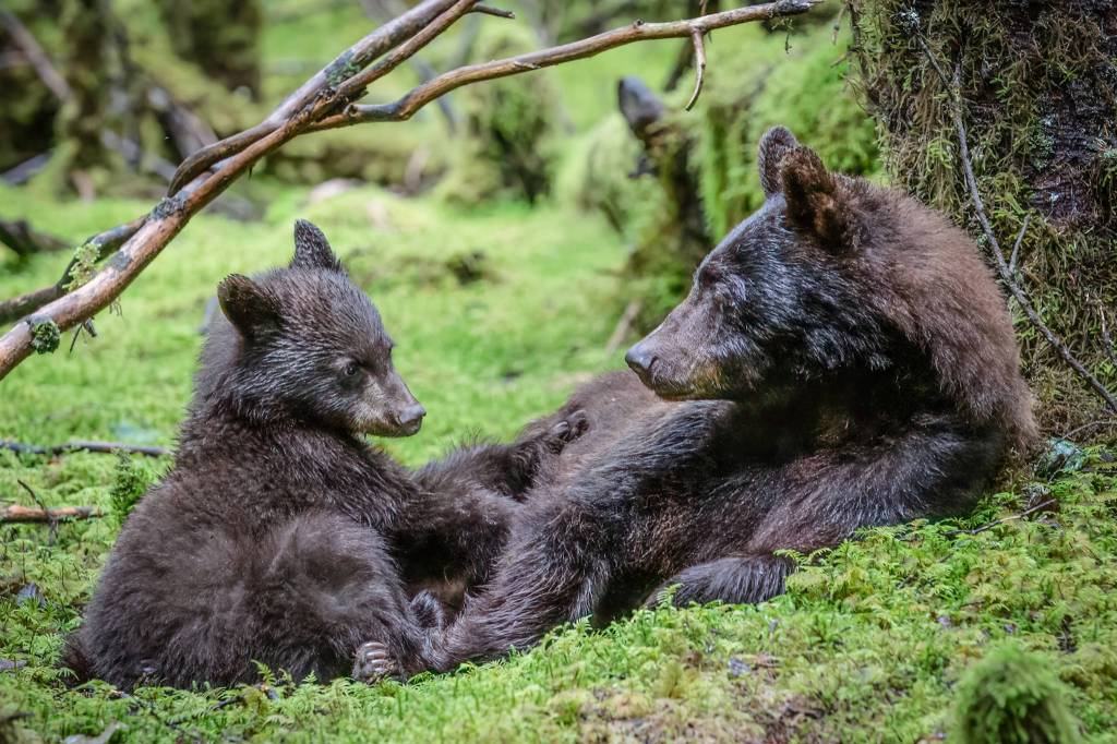 Look for a cute factor.  A mother seal touching noses with her newborn baby, birds feeding their young, or in this case, a black bear and her cub enjoying a quiet moment together near the Mendenhall Glacier.  It was shot with a Canon 5D Mark III, Tamron 70-200, 1/320 sec at f4.5, ISO 4000. (Courtesy Photo / Heather Holt)