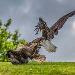 s the bird sitting, is the background busy? A bird in flight, landing, feeding or two eagles fighting one another spins an interesting tale and can be a compelling story.  This photo was shot at DIPAC in July 2020 with a Canon 5D Mark III, Tamron 70-200, 1/1600 sec at f2.8, ISO 100. (Courtesy Photo / Heather Holt)