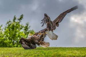 s the bird sitting, is the background busy? A bird in flight, landing, feeding or two eagles fighting one another spins an interesting tale and can be a compelling story.  This photo was shot at DIPAC in July 2020 with a Canon 5D Mark III, Tamron 70-200, 1/1600 sec at f2.8, ISO 100. (Courtesy Photo / Heather Holt)