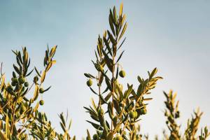 extend the olive branch