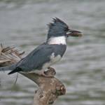 A belted kingfisher holds a sculpin for lunch. (Courtesy Photo / Bob Armstrong)