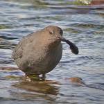 A dipper would beat this sculpin on a rock before swallowing it. (Courtesy Photo / Bob Armstrong)