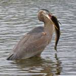 A great blue heron is about to swallow an adult Dolly Varden. (Courtesy Photo / Bob Armstrong)