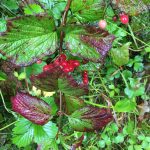 Vivian Mork Yéilk / For the Capital City Weekly
While it wasnt a good summer for blueberries in Juneau, it was a good season for lowbush and highbush cranberries.
