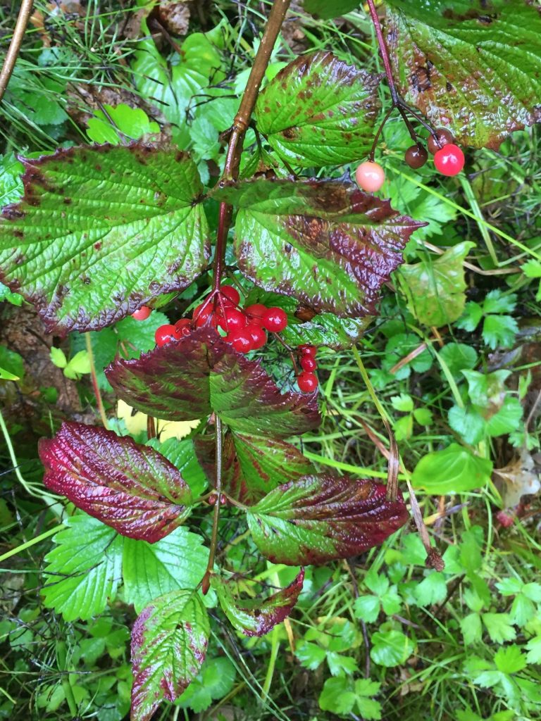 Vivian Mork Yéilk / For the Capital City Weekly
While it wasnt a good summer for blueberries in Juneau, it was a good season for lowbush and highbush cranberries.