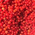 Despite their name, highbush cranberries arent actually cranberries. High bush cranberries are actually in the honeysuckle family and are closely related to elderberries. (Vivian Mork Yéilk / For the Capital City Weekly)
