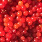 Despite their name, highbush cranberries arent actually cranberries. High bush cranberries are actually in the honeysuckle family and are closely related to elderberries. (Vivian Mork Yéilk / For the Capital City Weekly)