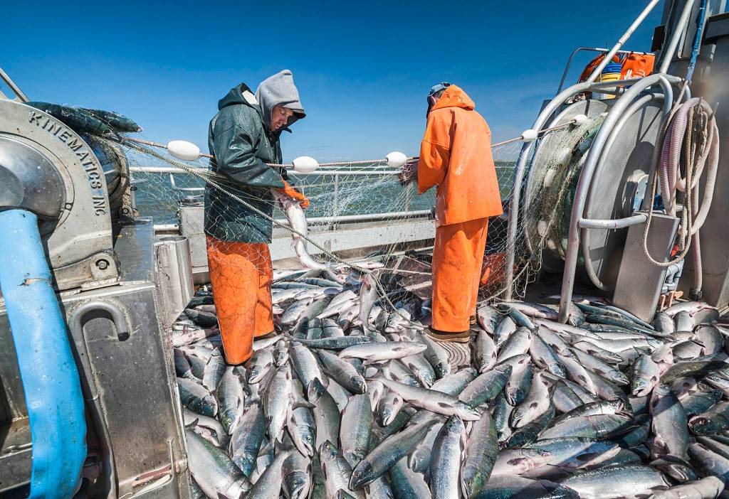 Fishermen picking sockeye salmon in Bristol Bay. (Courtesy Photo / Chris Miller)