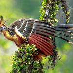 The strange hoatzin of South America eats mostly leaves; its crop has been modified to do double-duty, becoming used for digestion as well as storage. (Courtesy Photo / Murray Foubister, Wikimedia)