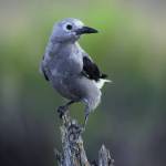 Clarks nutcracker reportedly can carry a hundred or more pine seeds in their gular pouches, to be cached for future lunches. (Courtesy Photo / Claudie McMichael, Pixy)