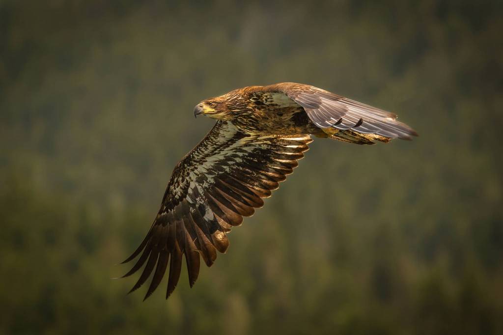 It is critical that you connect with the eye of your subject. If the eye isnt in focus then nothing else matters; even the wings dont need to be sharp and a bit of blur is very acceptable. This juvenile eagle was shot at DIPAC using my Canon 5D Mark III, Tamron 70-200mm, AUTO ISO, F2.8, 1/1600th of second.