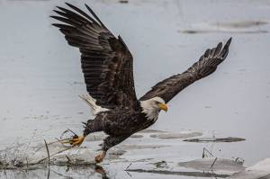 To capture the unexpected action- the unrepeatable moment- it should be instinctive.  In order to build the story you have to shoot the adjective.  In this photo the bald eagle had waited patiently for the right moment to pounce on an unsuspecting vole… the unexpected.  The best way to accomplish this is to master the art of the most difficult subject to photograph– birds in flight.  In order to do this you must learn your gear; it must become part of your muscle memory so you can concentrate on the story you are witnessing.  Canon 5D Mark III, Tamron 150-600mm, shot at 600mm, ISO AUTO (1250), F6.3, 1/3200, Handheld. (Courtesy Photo / Heather Holt)
