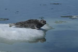 Courtesy National Oceanic and Atmospheric Administration 
The Arctic ringed seal is listed as a threatened subspecies of ringed seal under the Endangered Species Act.