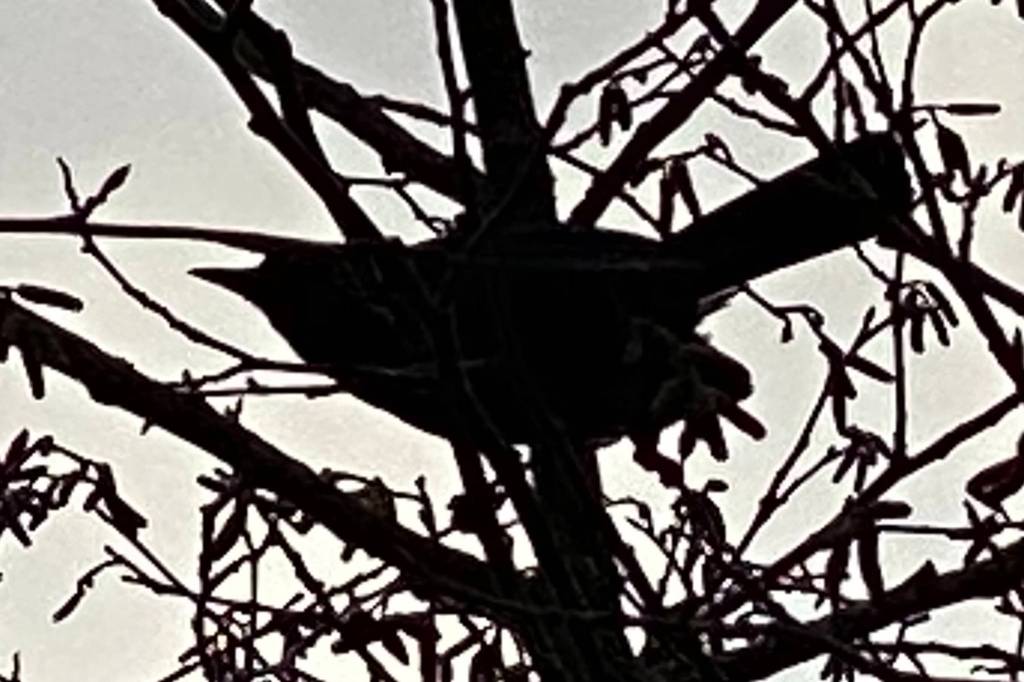 This photo shows a silhouette of a Stellers Jay ready to take flight. Twin Lakes bike path on Nov. 30. (Courtesy Photo / Denise Carroll)