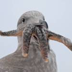 This glaucous-winged gull is trying to cope with a sea star that seems too big, but you never know. (Courtesy Photo / Bob Armstrong)