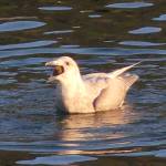 A glaucous-winged gull is about to swallow a small sea urchin.(Courtesy Photo / Bob Armstrong)