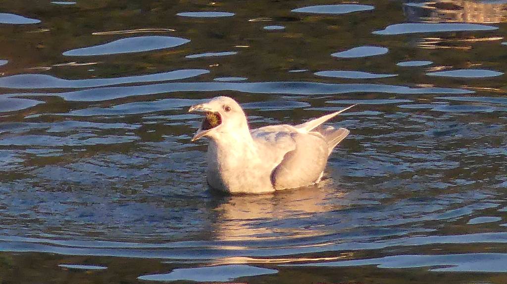 A glaucous-winged gull is about to swallow a small sea urchin.(Courtesy Photo / Bob Armstrong)