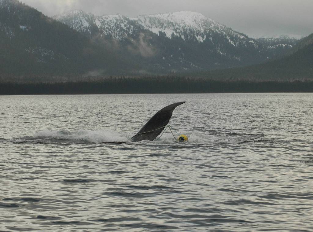 A humpback whale thrashes in an attempt to shed the line and gear in which it is entangled. (Courtesy photo / Steve Lewis)