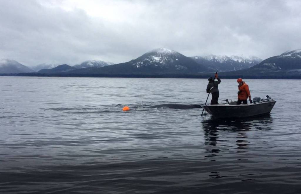 Gordon Chew uses a GoPro on a pole to assess the humpback entanglement while Steve Lewis carefully negotiates the full circumference of the whale. (Courtesy photo / Rachel Myron)