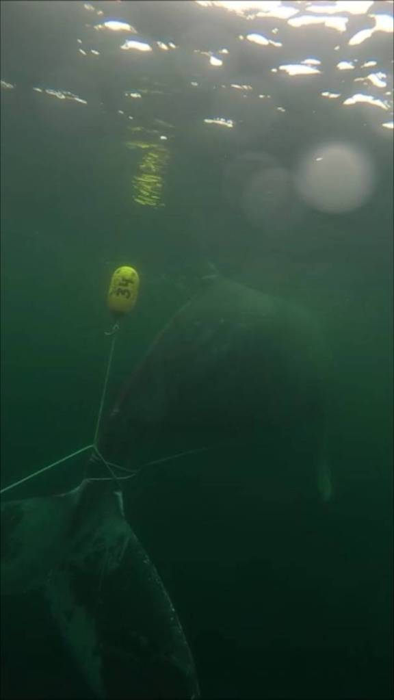 Tenakee Springs marine mammal responders use a GoPro camera to get underwater images of the entangled humpback whale. (Courtesy photo / Gordon Chew)