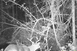 The author never saw the buck he captured on his game camera. In fact, he didnt see many bucks at all after the first weekend of November. (Jeff Lund / For the Juneau Empire)