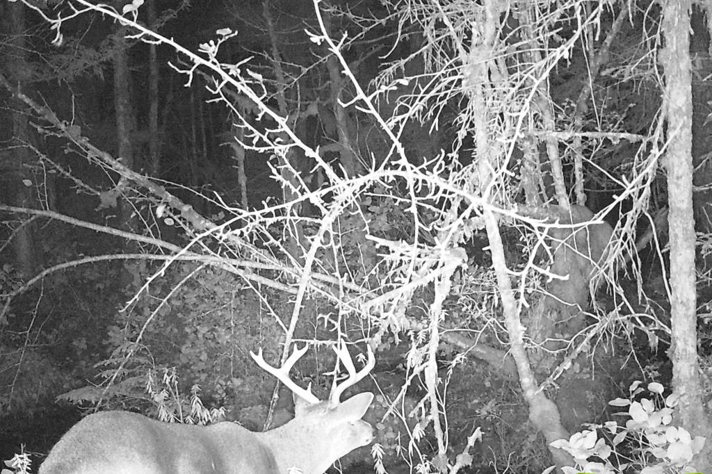 The author never saw the buck he captured on his game camera. In fact, he didnt see many bucks at all after the first weekend of November. (Jeff Lund / For the Juneau Empire)