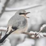 A northern shrike perches in the yard of John Wright of Fairbanks. (Courtesy Photo / John Wright)