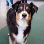 This photo from August shows Kaya, who was among the dogs who participated in Capital Kennel Club of Juneaus Obedience Trials. Not every dog in Juneau is well-fed. That is something the Grateful Dogs of Juneau organization aims to remedy as it holds a food drive for cats and dogs living in food-insecure homes for the holidays, with drop-off locations at Petco and the Southeast Alaska Animal Medical Center. (Ben Hohenstatt / Juneau Empire File)