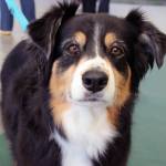 This photo from August shows Kaya, who was among the dogs who participated in Capital Kennel Club of Juneaus Obedience Trials. Not every dog in Juneau is well-fed. That is something the Grateful Dogs of Juneau organization aims to remedy as it holds a food drive for cats and dogs living in food-insecure homes for the holidays, with drop-off locations at Petco and the Southeast Alaska Animal Medical Center. (Ben Hohenstatt / Juneau Empire File)