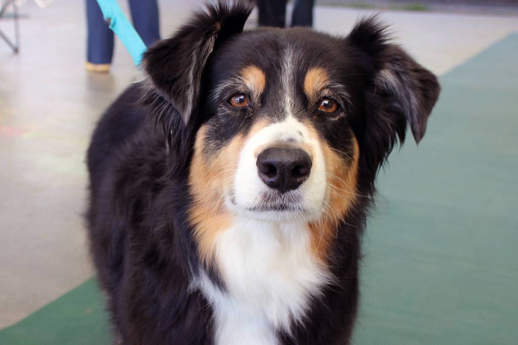 This photo from August shows Kaya, who was among the dogs who participated in Capital Kennel Club of Juneaus Obedience Trials. Not every dog in Juneau is well-fed. That is something the Grateful Dogs of Juneau organization aims to remedy as it holds a food drive for cats and dogs living in food-insecure homes for the holidays, with drop-off locations at Petco and the Southeast Alaska Animal Medical Center. (Ben Hohenstatt / Juneau Empire File)