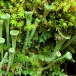 A familiar lichen genus is Cladonia, some of which are known as "pixie cups." These make stalked cups that contain little asexual granules made up of bits of fungus and algae that are enough to start a new lichen individual. These tiny granules can be splashed up to a meter away by a raindrop, but they may also travel by wind. (Courtesy Photo / Jason Hollinger, Flickr)