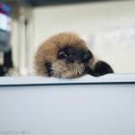 This sea otter pup recovered from the beach in Homer has been admitted to the Alaska SeaLife Center for care and rehabilitation. (Photo courtesy Alaska SeaLife Center)