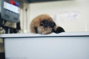 This sea otter pup recovered from the beach in Homer has been admitted to the Alaska SeaLife Center for care and rehabilitation. (Photo courtesy Alaska SeaLife Center)