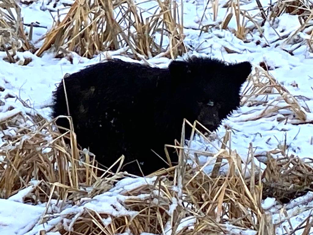 A likely orphaned black bear cub forages for roots near a popular recreation area in Juneau. (Courtesy Photo / Denise Carroll)